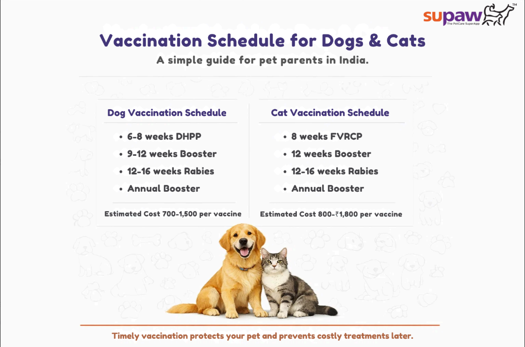 Vaccination Schedule for Dogs & Cats in India (With Cost Breakdown)