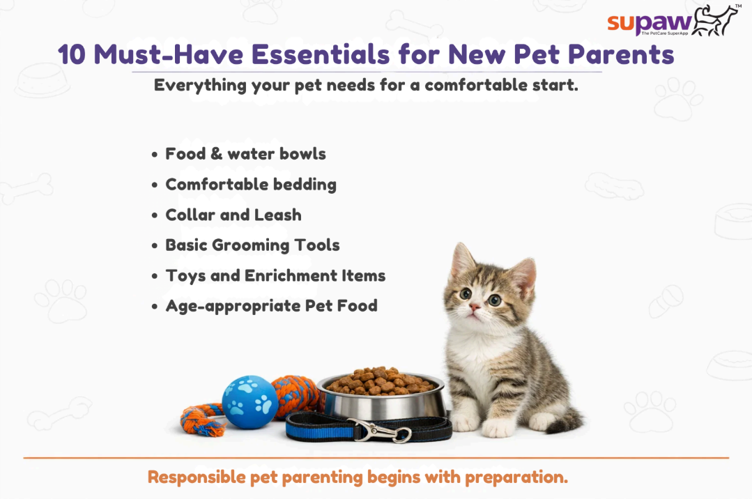 10 Must-Have Essentials for New Pet Parents