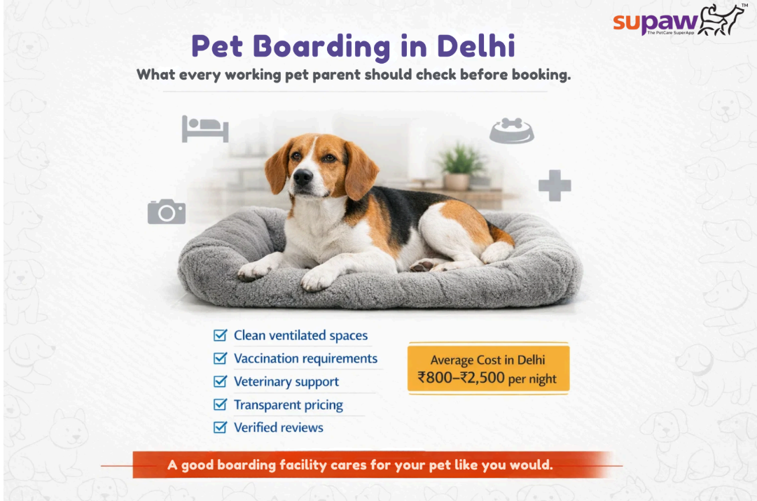 Pet Boarding in Delhi: A Complete Guide for Working Professionals